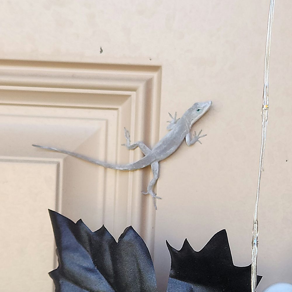 A white anole lizard on a tan door