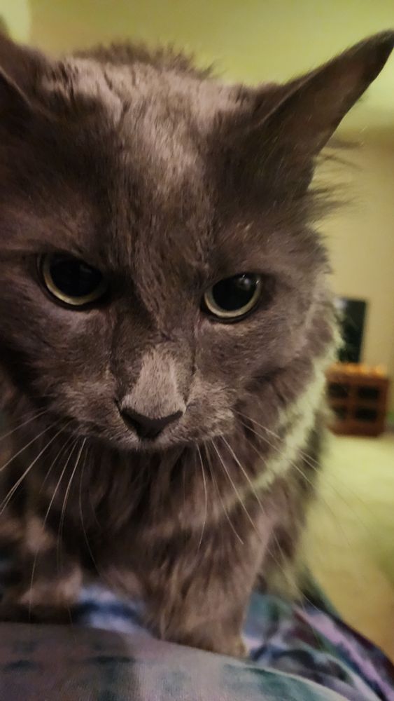 A long-haired gray cat looking into the camera