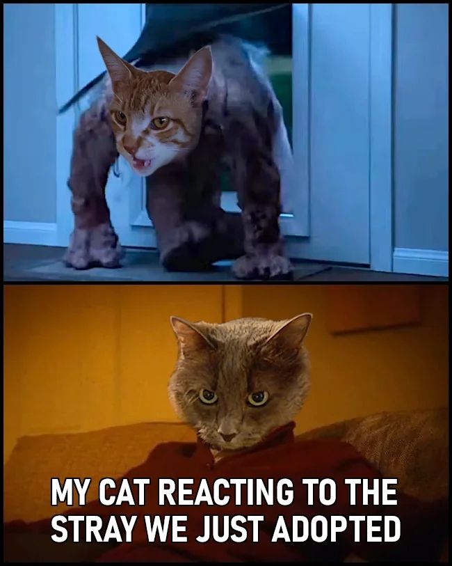 Two images from the ITYSL sketch "Darmine Doggy Door" with cats' faces pasted over the characters. In the first frame, a monster with an orange cat's face busts through a doggy door, and in the second, a gray cat sits on the couch in stunned silence. "My cat reacting to the stray we just adopted."