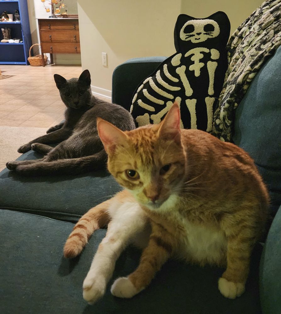 An orange cat and a gray cat on a couch with a cat skeleton throw pillow