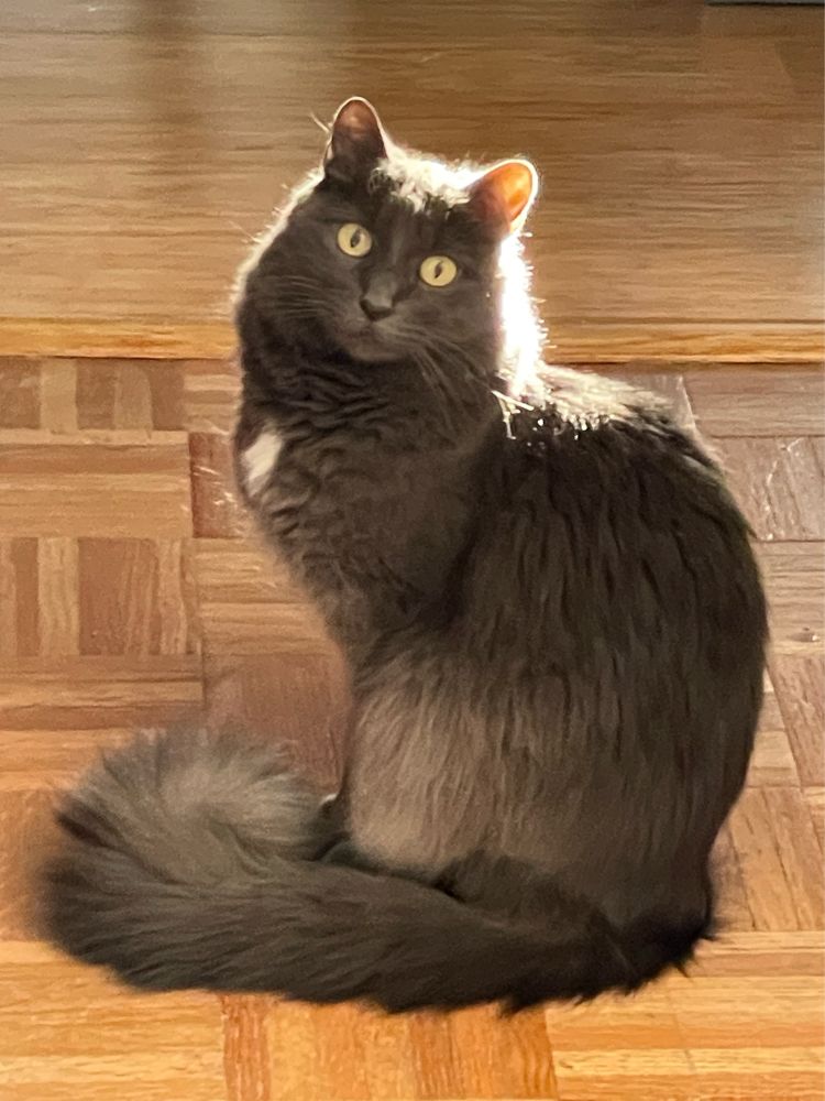 Fluffy grey cat sitting haloed in sunlight, not a thought in her little head. 