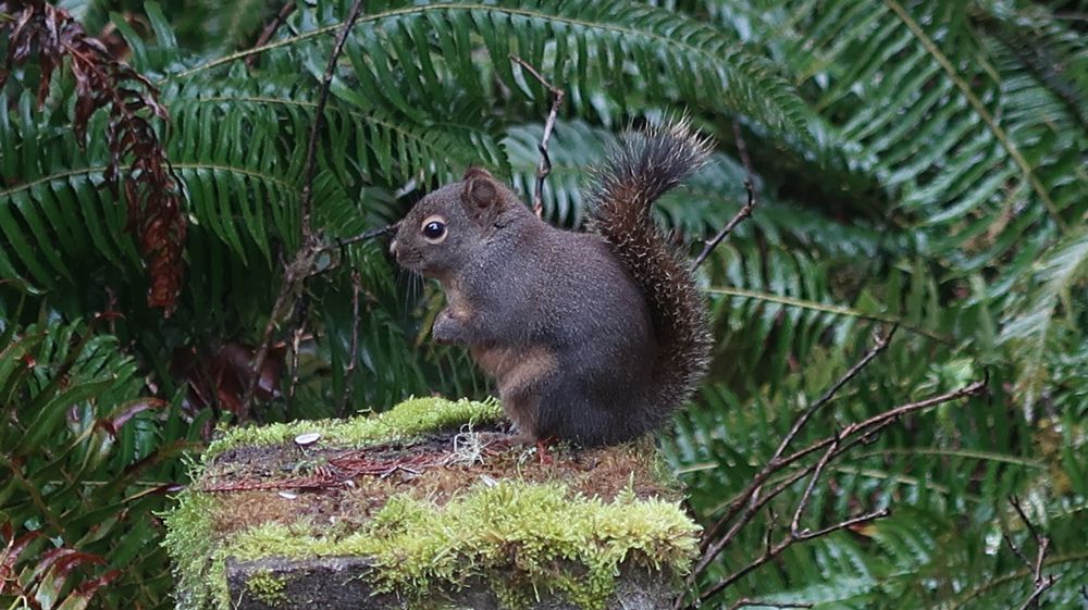 Zoomer is his nickname. He makes sure the birds know who rules this kingdom. 