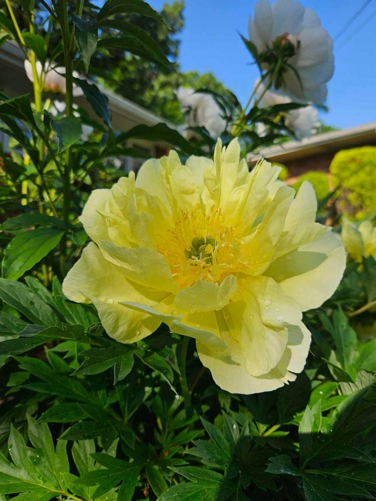 A yellow itoh peony with a yellow center is blooming, nearly six inches across
