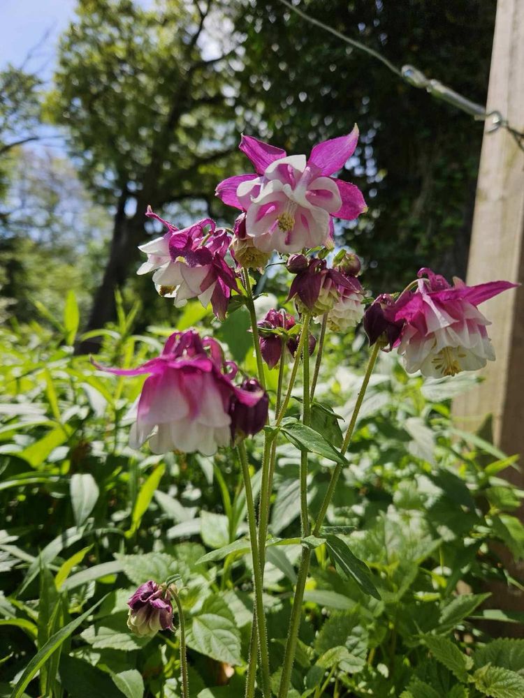 Pink and white double ruffled Columbine flowers are in the foreground, in the background a T-trellis stands above a meadow of wildflowers that have yet to bloom