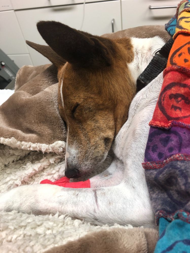 Our Basenji-dog Mogwai and her IV, at the vet.