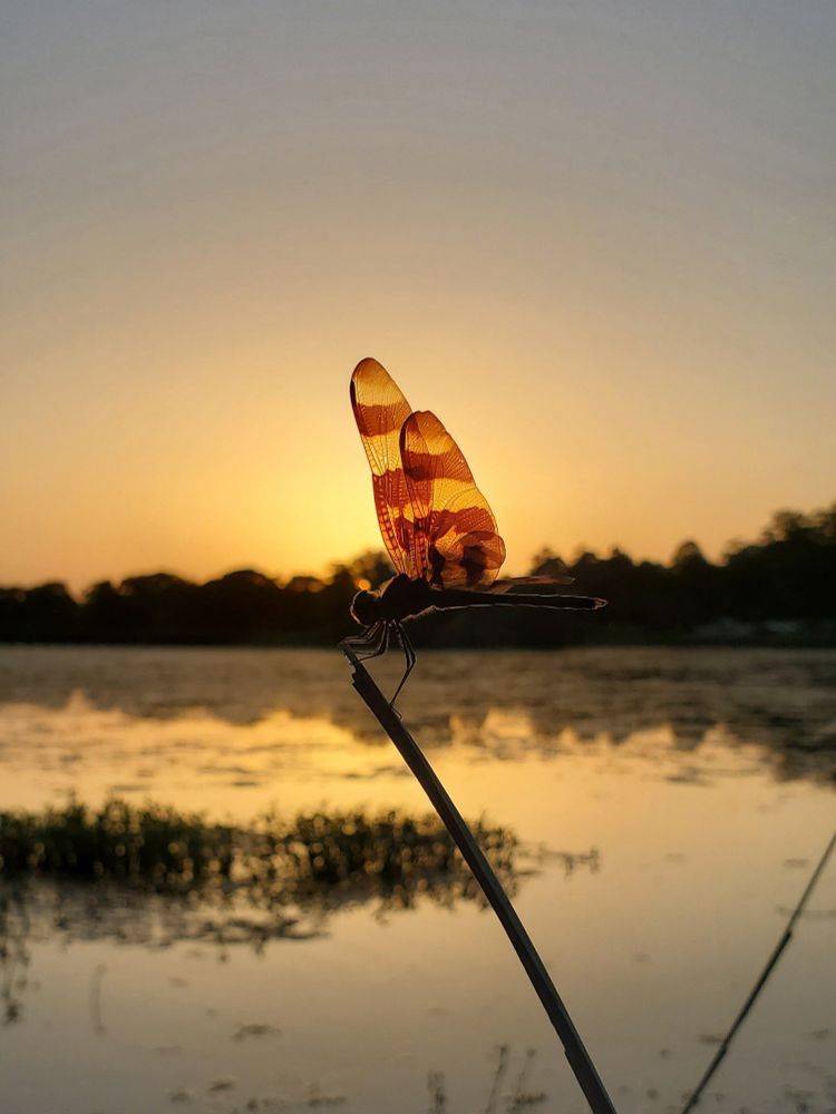 A silhouette of a dragonfly set against the setting sun over a lake. You can see the striped wings of the dragonfly where the sun is shining behind them.