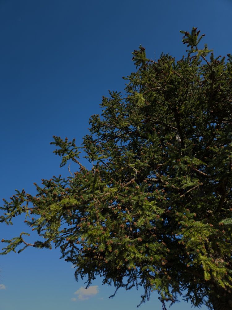 Green leaves of an evergreen tree against a deep, blue sky.