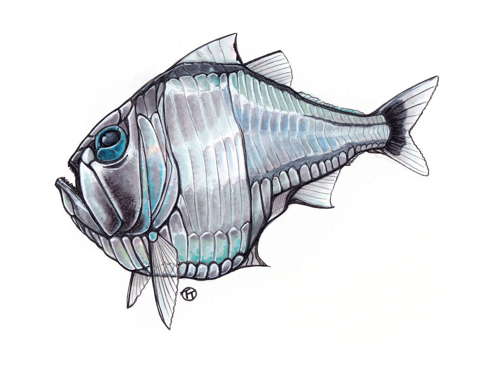 A silver marine hatchetfish drawn with traditional felts 