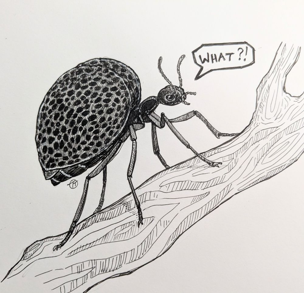 A black beetle standing on a twig with a rather large bum 