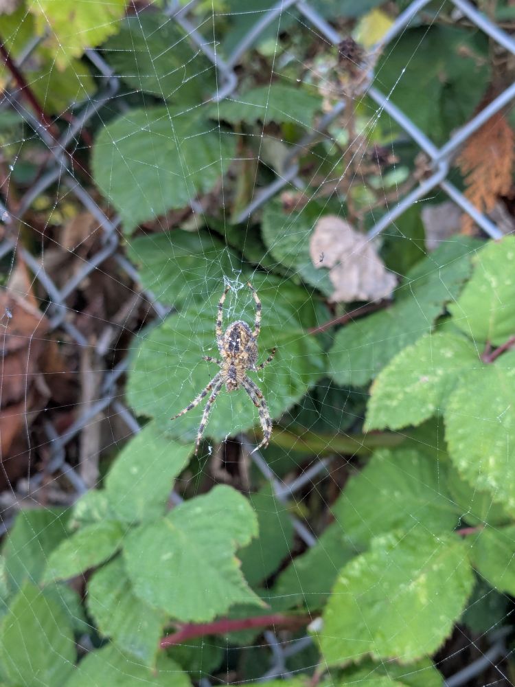 Spider sitting on its web