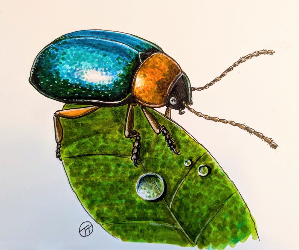 A brightly coloured blue and orange beetle on a green leaf, drawn with colour markers