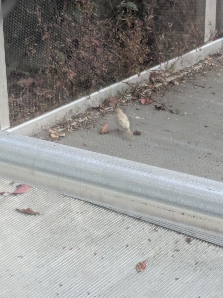 Sweet little pale tan/white bird on a ramp