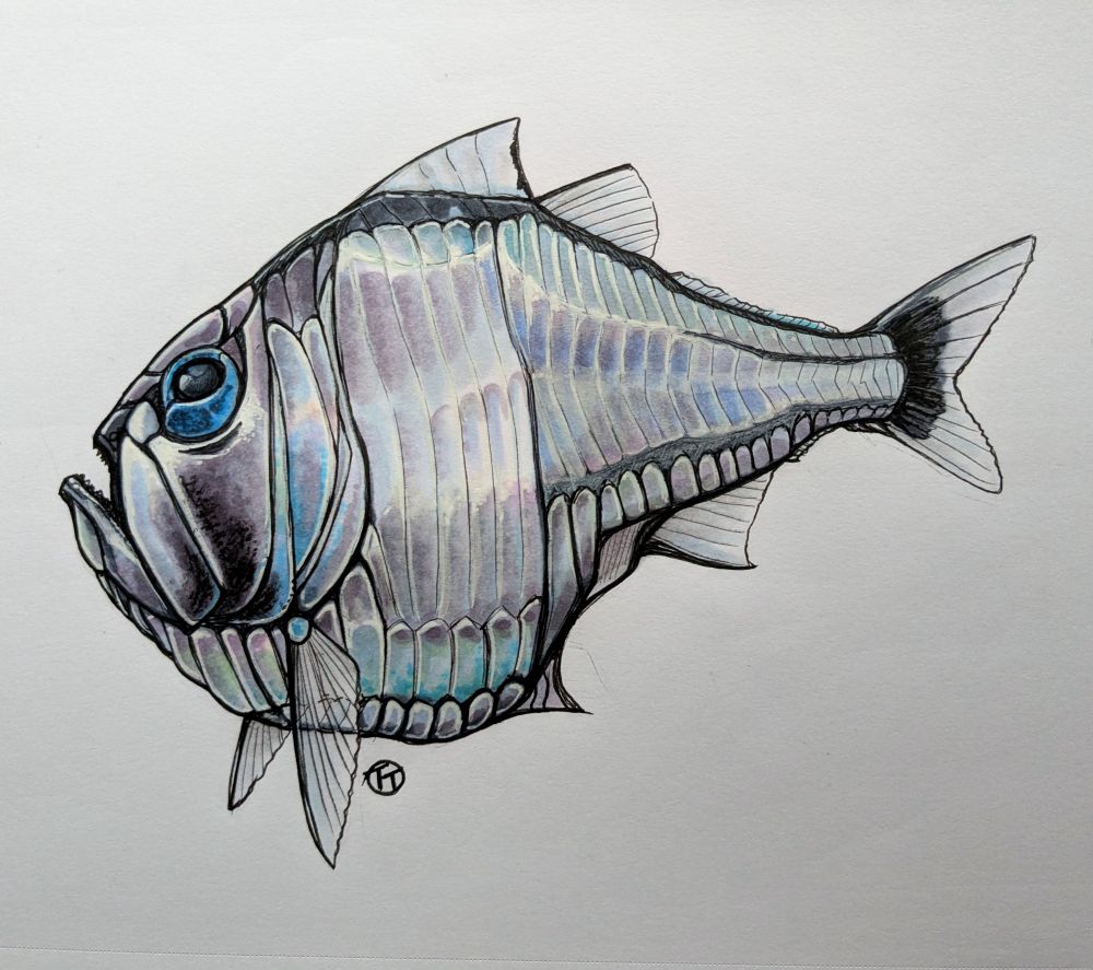 A very shiny reflective fish with an abrupt hatchet like shape