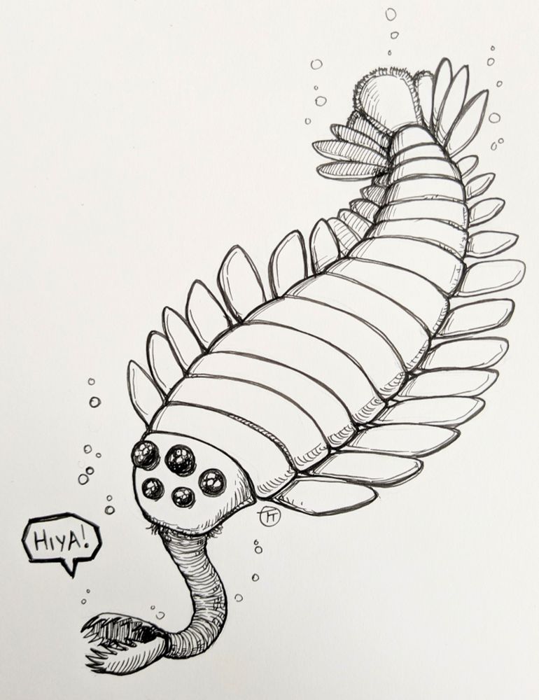An ink drawing of a prehistoric arthropod, looking like a shrimp with a tube mouth, saying hiya!