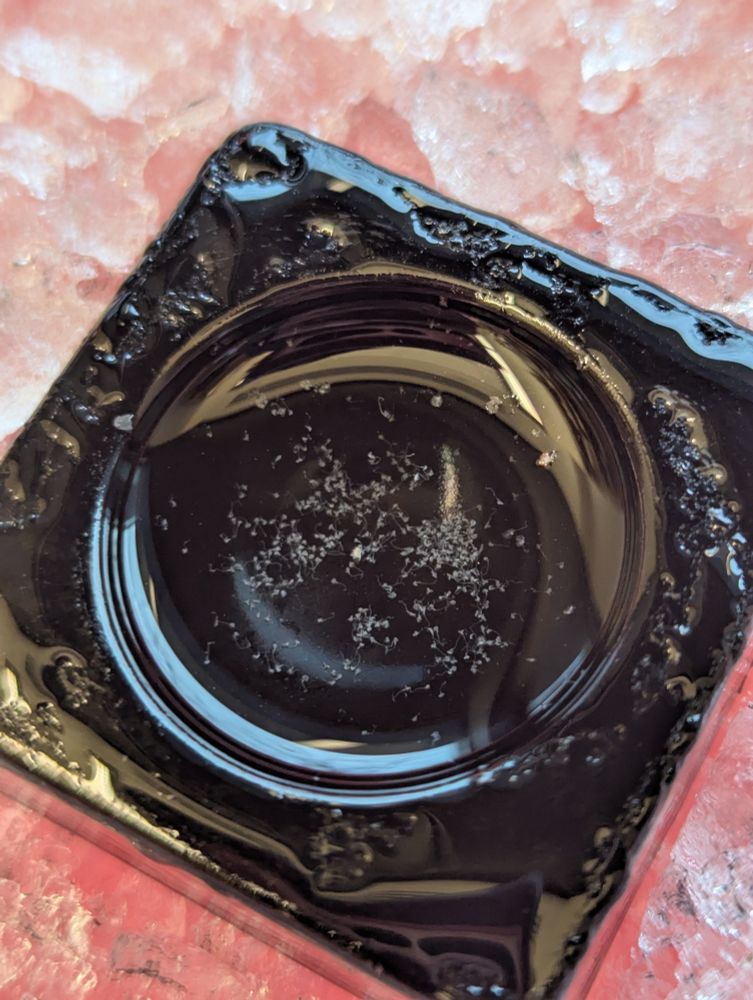 A black dish of clear buffer solution containing ~350 fly guts.