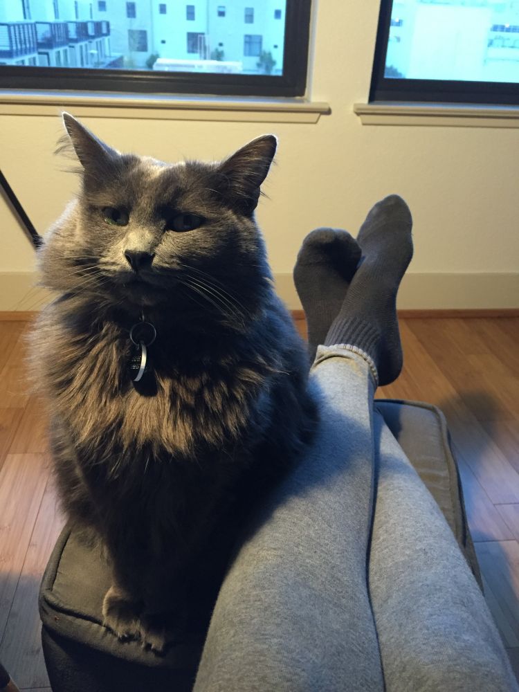 A fluffy gray cat sitting pretty next to the legs 