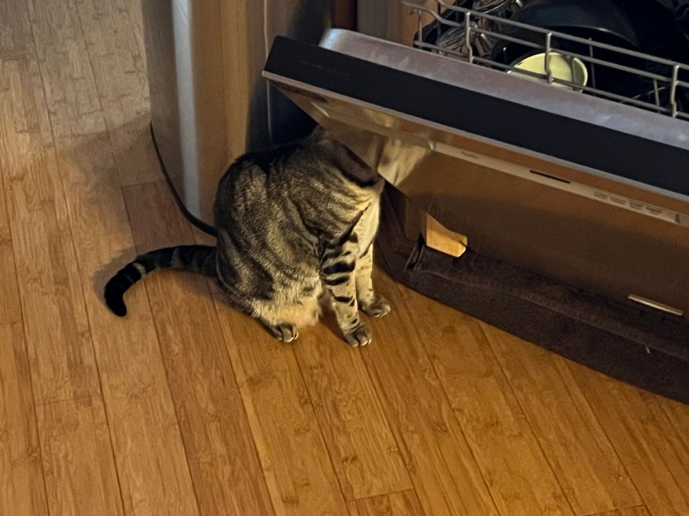A tabby cat is standing beside a partially open dishwasher. Her body is visible but her head is not, it is in the dishwasher. 