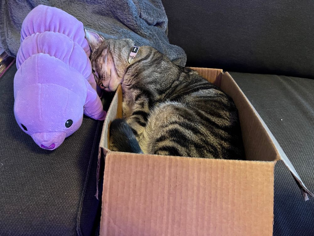 A brown tabby cat in a cardboard box. Her head is dangling out of the box and her forehead is resting on a purple tardigrade plushie 