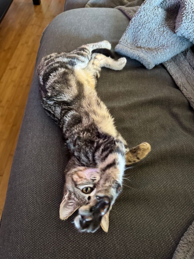 2/4. The kitten stretches a paw toward the camera. Her center of gravity shifts slightly. 