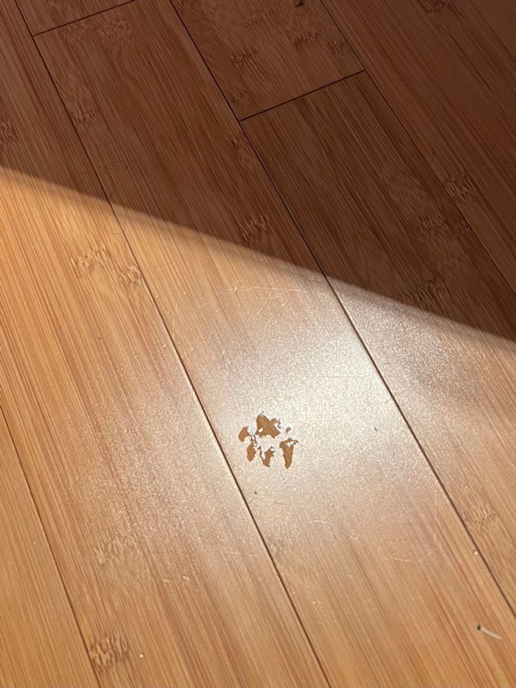 A wet paw print on a wood floor