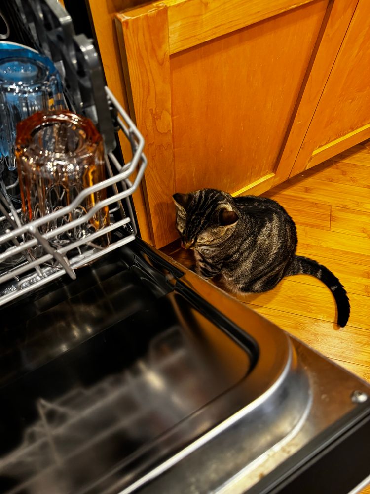 Tabby cat sitting next to an open dishwasher, looking in the dishwasher 