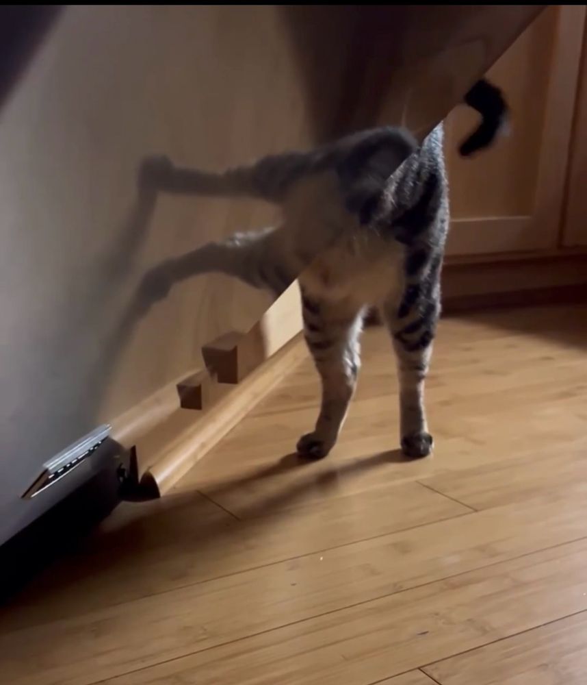A frame from the video. Two stripes back legs, a squishy belly, and the end of a tail are seen coming out of the side of a dishwasher 