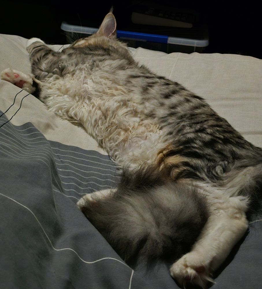 Arlo the Maine Coon kitten, stretched out. He's a silver tabby with a big fluffy tail and sheep-like tummy fur that is exceedingly pattable. 