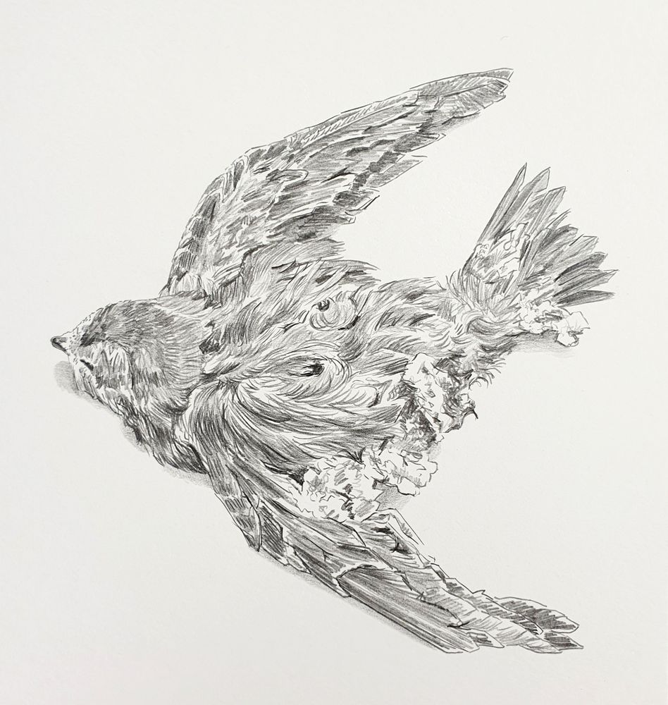 Tekening in potlood van een dode vogel met gespreide vleugels. 