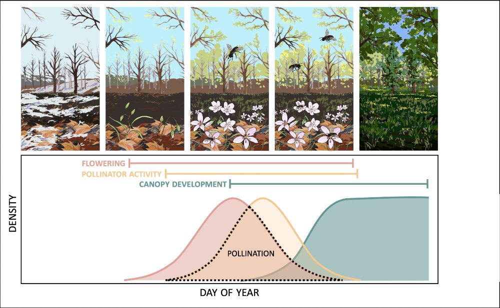 Fig. 1 The window for spring ephemerals’ pollination is constrained by the timing of pollinator activity and canopy closure. Curves represent the hypothetical progression of flowering (pink), pollinator activity (yellow), and canopy development (green) in a forest community through time. Dotted lines delineate the window of time during which pollination can occur. Artwork by Gabriela Sincich.