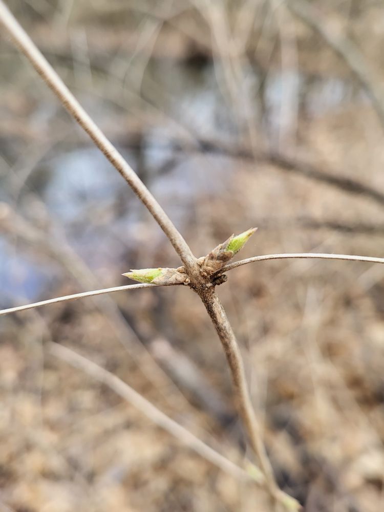 Amur honeysuckle bud break