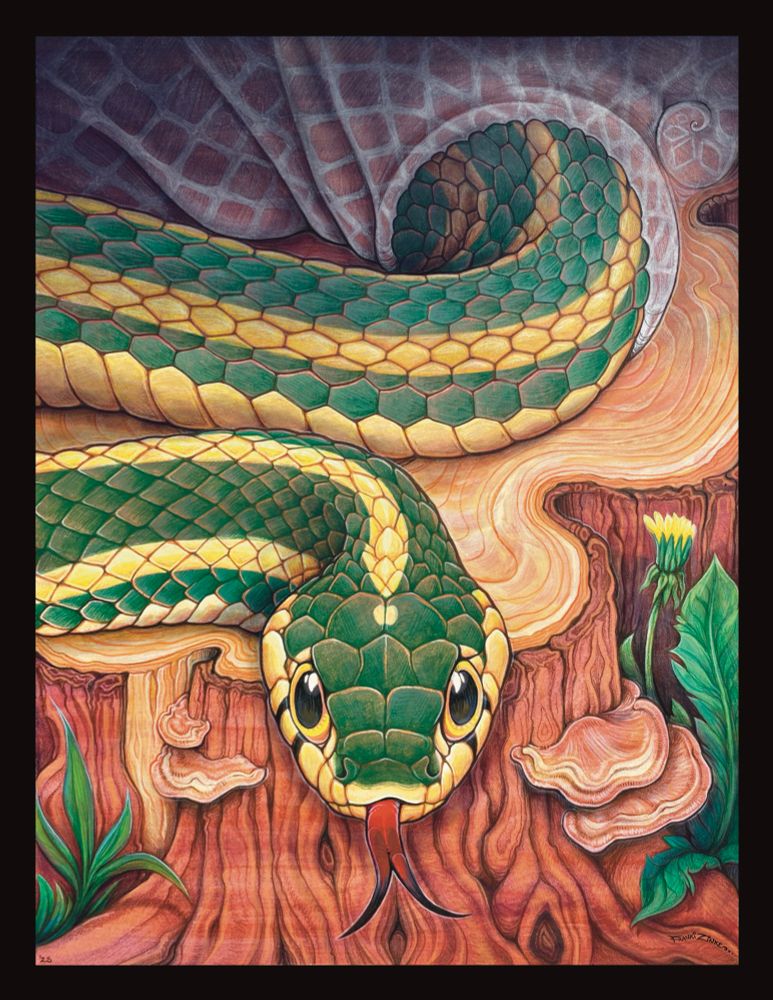 Garter snake sheds her skin atop a cut tree, she know’s this was human who took this tree, not beaver, not bear.

Gouache, acrylic-gouache, colored pencil on hot-pressed watercolor paper 9”x12”