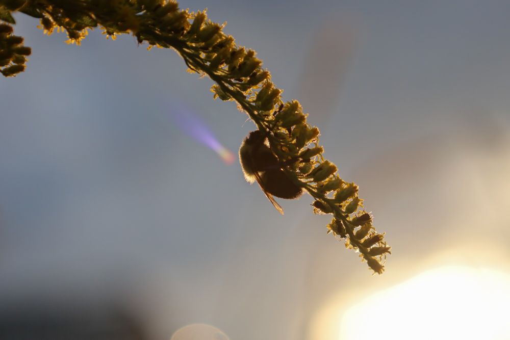 #Bumblebee on a Canada Goldenrod at sunset.