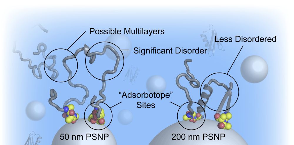 Two proteins bind to polystyrene surfaces, highlighting the adsorbotope binding regions. Each region is separated by disordered or partially ordered protein fragments.