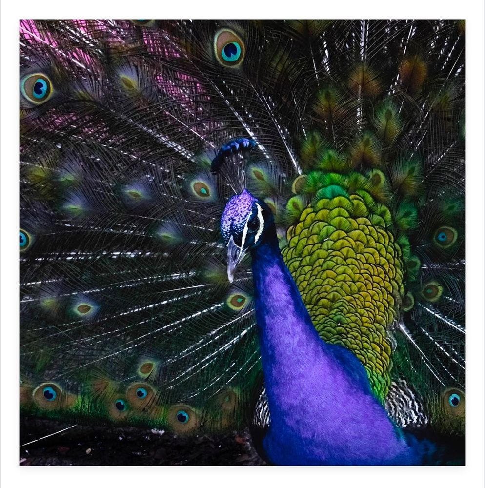 Square photo of a young peacock displaying his tail feathers.