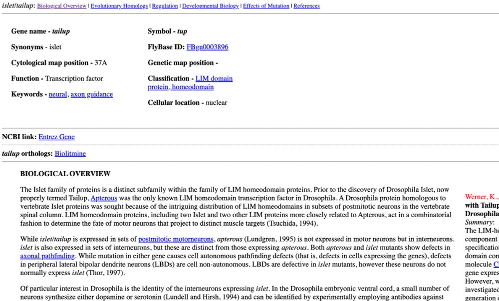 A screencapture of the page dedicated to the transcription factor isl1/tailup. There is information about the flybase ID, function, classification, keywords, and a very long wall of text under BIOLOGICAL OVERVIEW. Fly people rock tbh