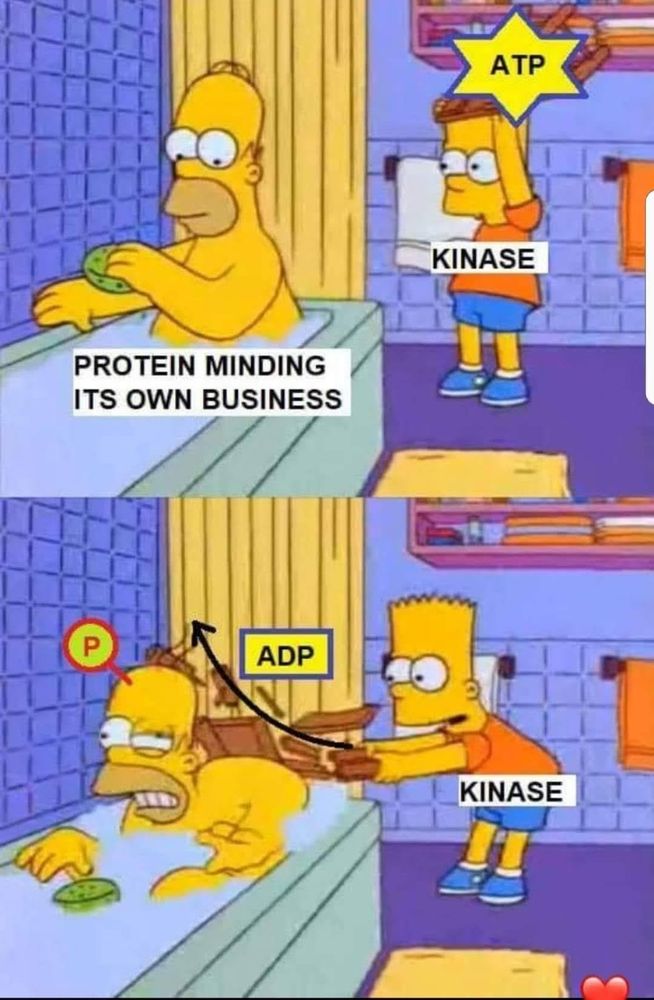 A modified Simpsons scene: Homer in the bathtub, and Bart with a chair (Homer labeled as Protein Minding its own business, Bart labeled as Kinase, with an ATP). The next panel shows Bart hitting Homer with the chair and the ATP turning into ADP and a P