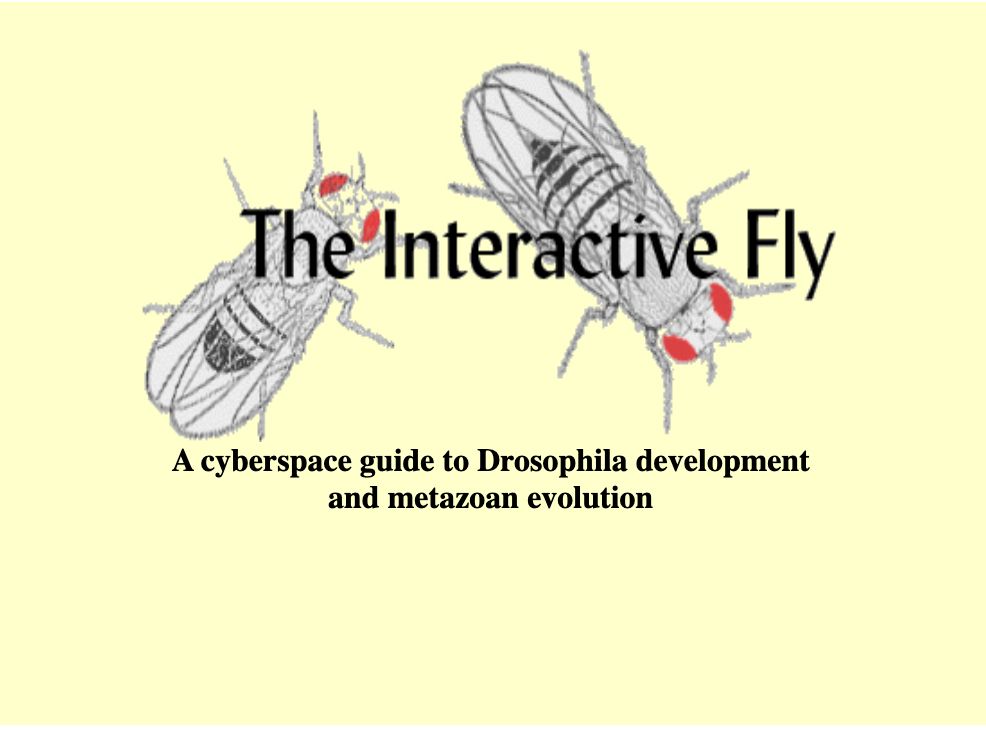 The Interactive Fly logo, showing a cartoon of two adult Drosophila melanogaster on a yellow background. There's subtext that reads "A cyberspace guide to Drosophila development and metazoan evolution".