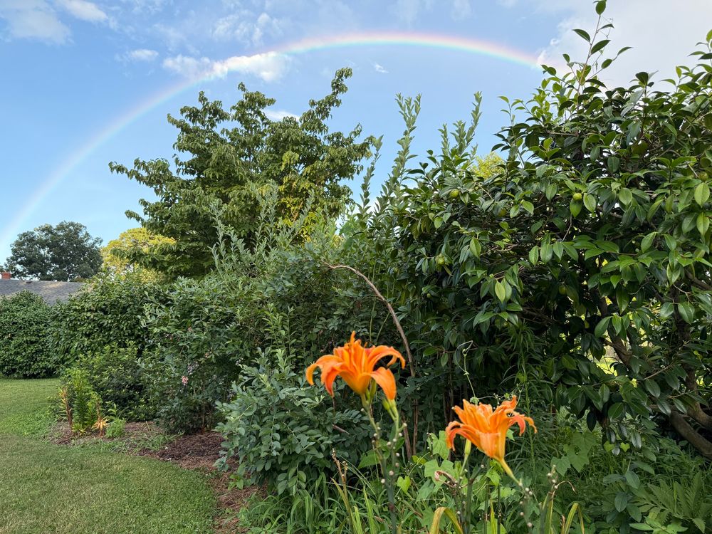 orange daylilies with rainbow