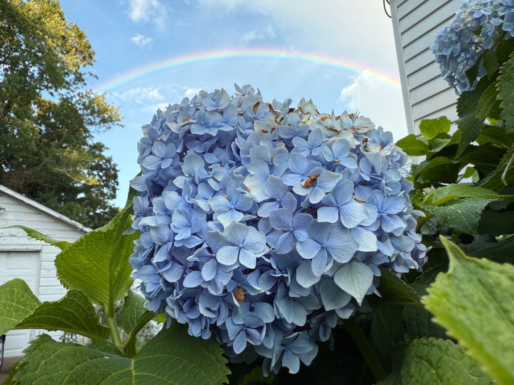 blue hydrangea with a rainbow 