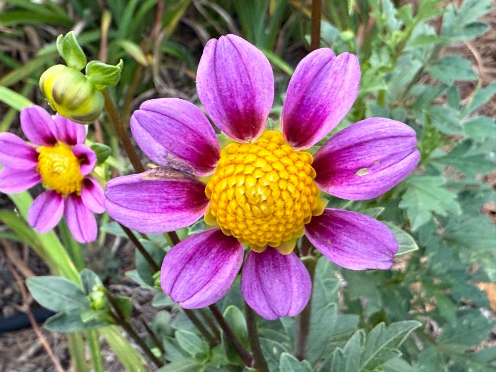 Kelsey Dwarf dahlia, with gradient pink petals around a yellow center.