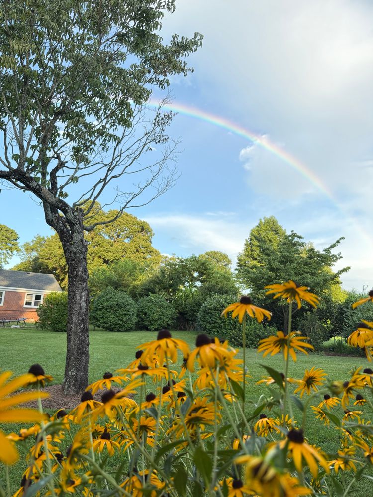 black-eyed susans with rainbow. 