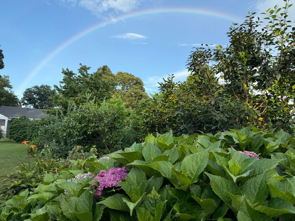 purple hydrangea and orange daylilies off in the distance, with rainbow. 