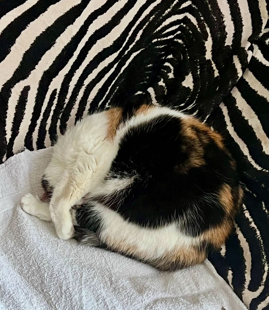 A female cat fast asleep partly on a white towel that’s atop a garishly upholstered studio sofa. The towel is meant to protect the sofa from cat hairs. It’s only a partial success as around sixty percent of her is on the sofa. That’s cats for you. 