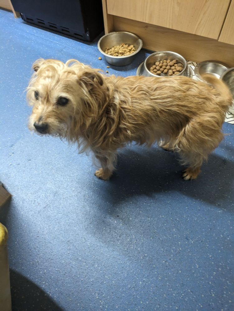 Sir Maxwell the terrier mongrel, he is blond and scruffy