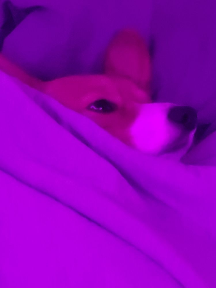 corg is tucked in for bed
