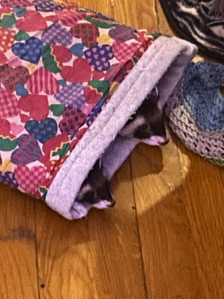 A small wool sack with illustrations of red hearts and a white trim on a wood floor. Sticking out of the opening of the sack are two adorable ferret snoots. 