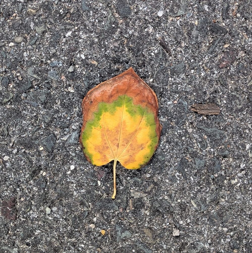 A single leaf on pavement, showing abrupt changes in colors going from light brown to yellow to green to dry brown.
