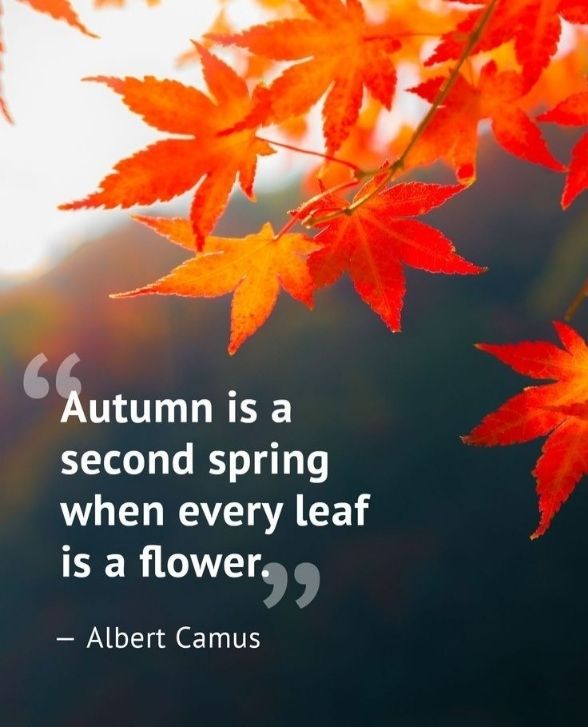 "Autumn is a second spring when every leaf is a flower."
Quote by Albert Camus
(In the background some autumn red colored leaves)