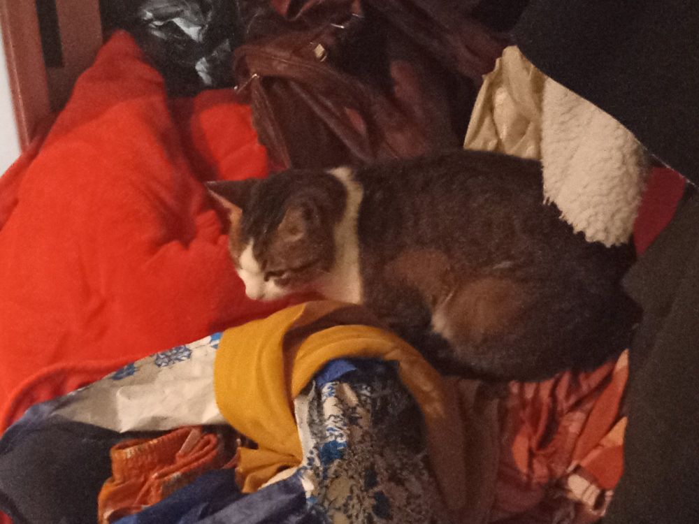 My cat, Faramir, sitting on a pile of reusable bags