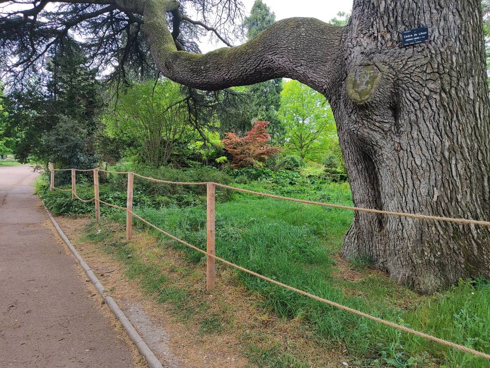 Un magnifique Cedrus libani avec en fond un Acer palmatum.